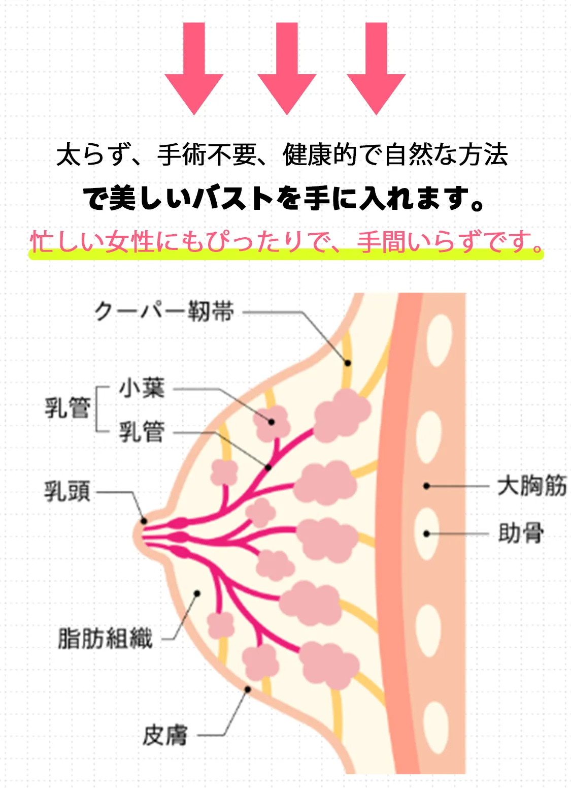 豊胸薬